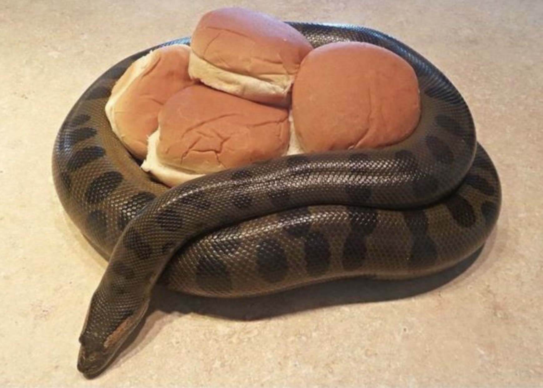 anaconda buns meme